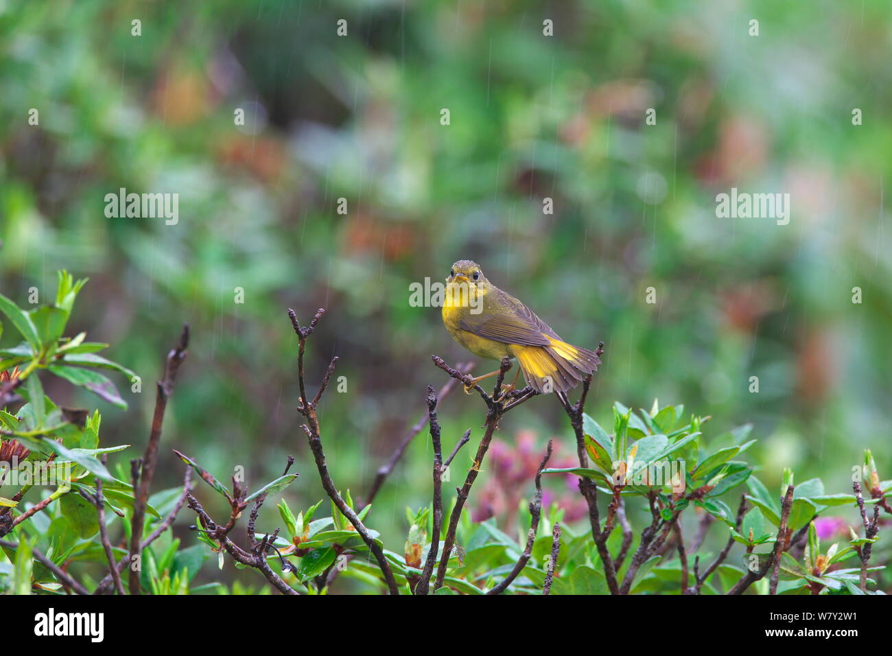 Bush d'or-robin (Tarsiger chrysaeus) dans la pluie, la montagne Kawakarpo, Meri Snow Mountain National Park, province du Yunnan, Chine. Banque D'Images