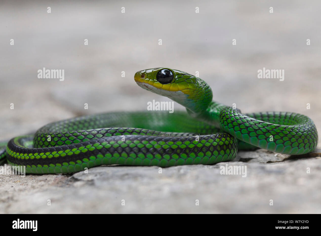 Serpent rat vert (Ptyas nigromarginata) Jailigong Mountain National Nature Reserve, Tengchong county, Province du Yunnan, Chine. Banque D'Images