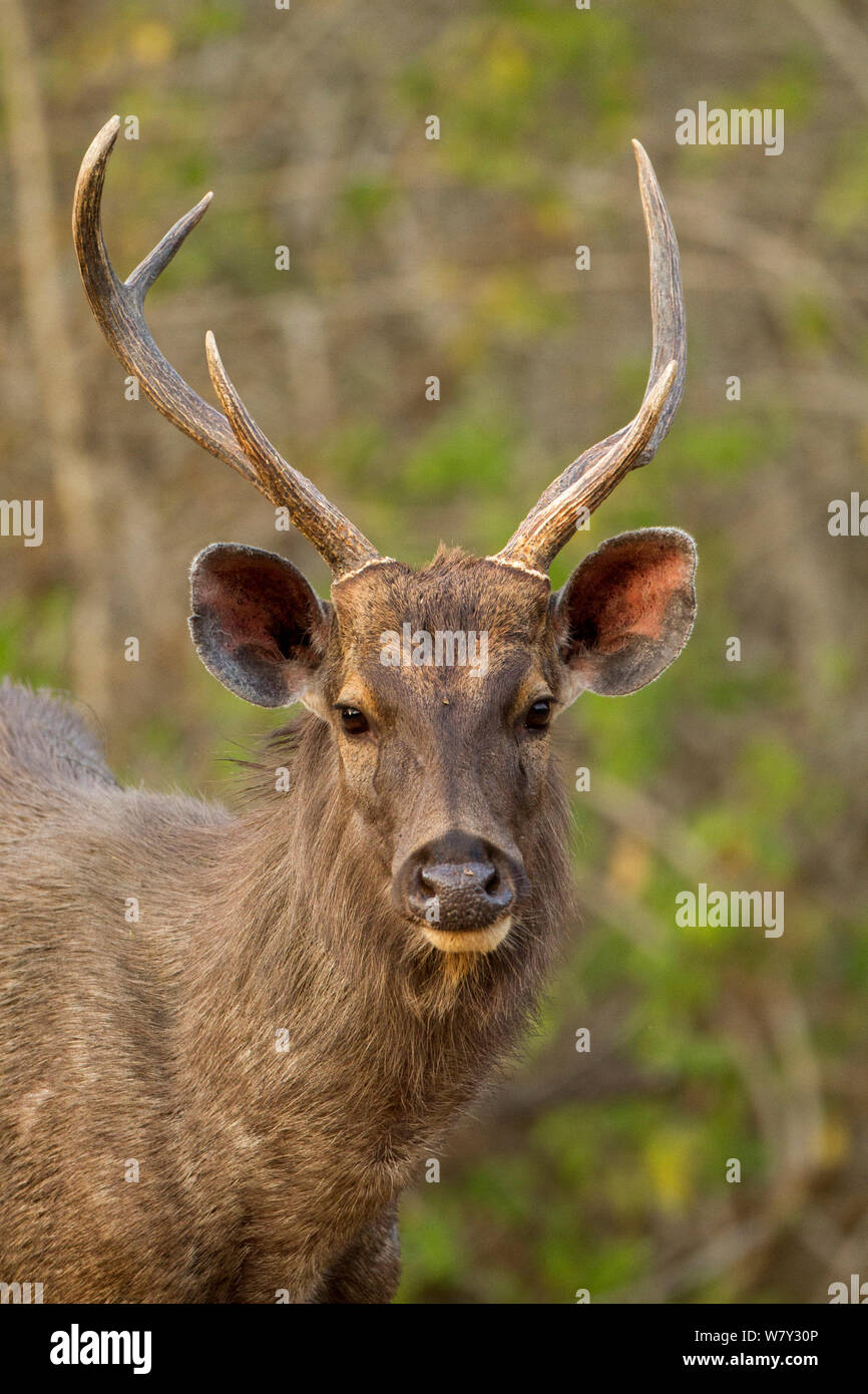 Cerfs Sambar (Rusa unicolor) mâle adulte. Bandipur National Park, Inde. Banque D'Images