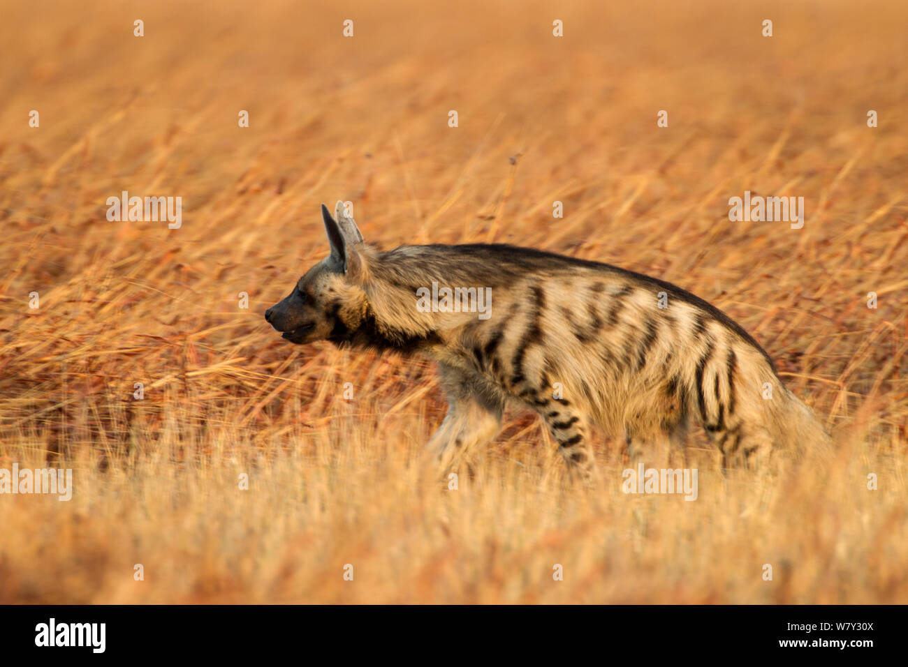 Hyène rayée (Hyaena hyaena) dans les prairies. Parc National, Velavadar Blackbuck, Inde. Banque D'Images