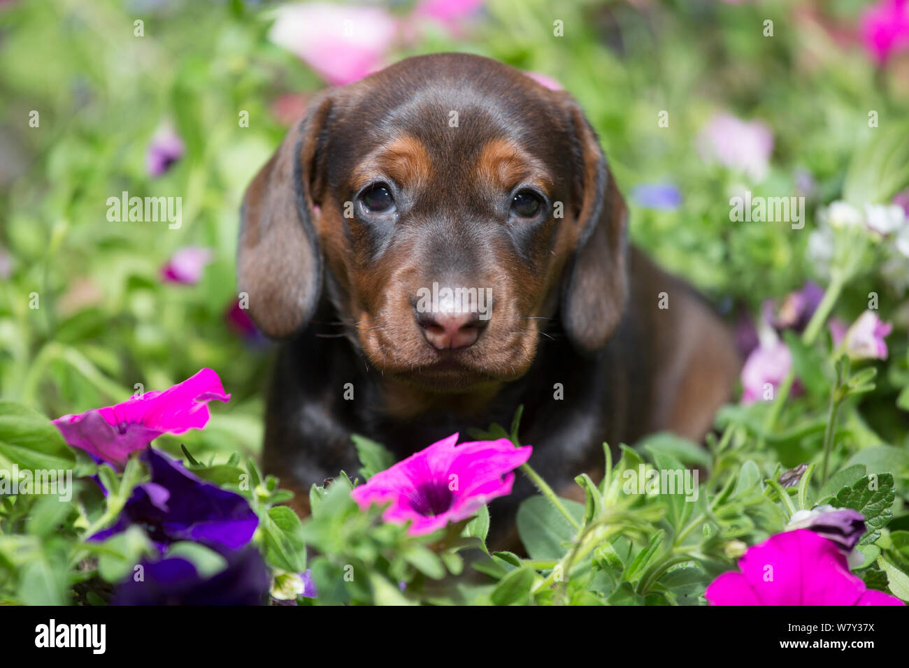 Chiot teckel standard néolithique fleurs, Monroe, Michigan, USA Banque D'Images