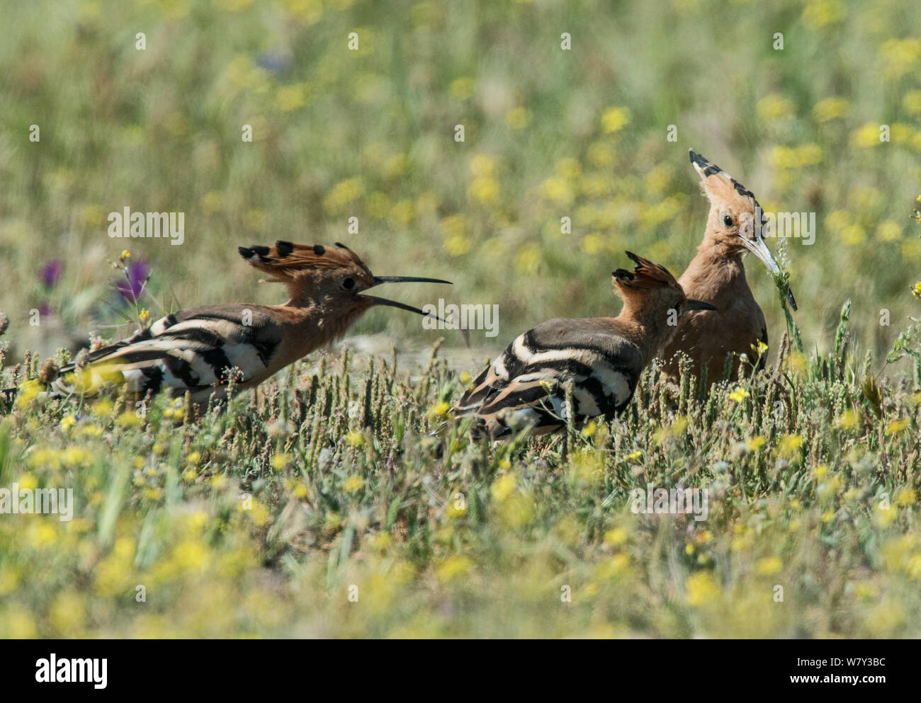 Huppe fasciée (Upupa epops) à part entière sur l'alimentation des poussins vers blancs trouvés dans une prairie de fleurs. Guerreiro, Castro Verde, Alentejo, Portugal, mai. Banque D'Images Huppe fasciée (Upupa epops) à part entière sur l'alimentation des poussins vers blancs trouvés dans une prairie de fleurs. Guerreiro, Castro Verde, Alentejo, Portugal, mai. Banque D'Images