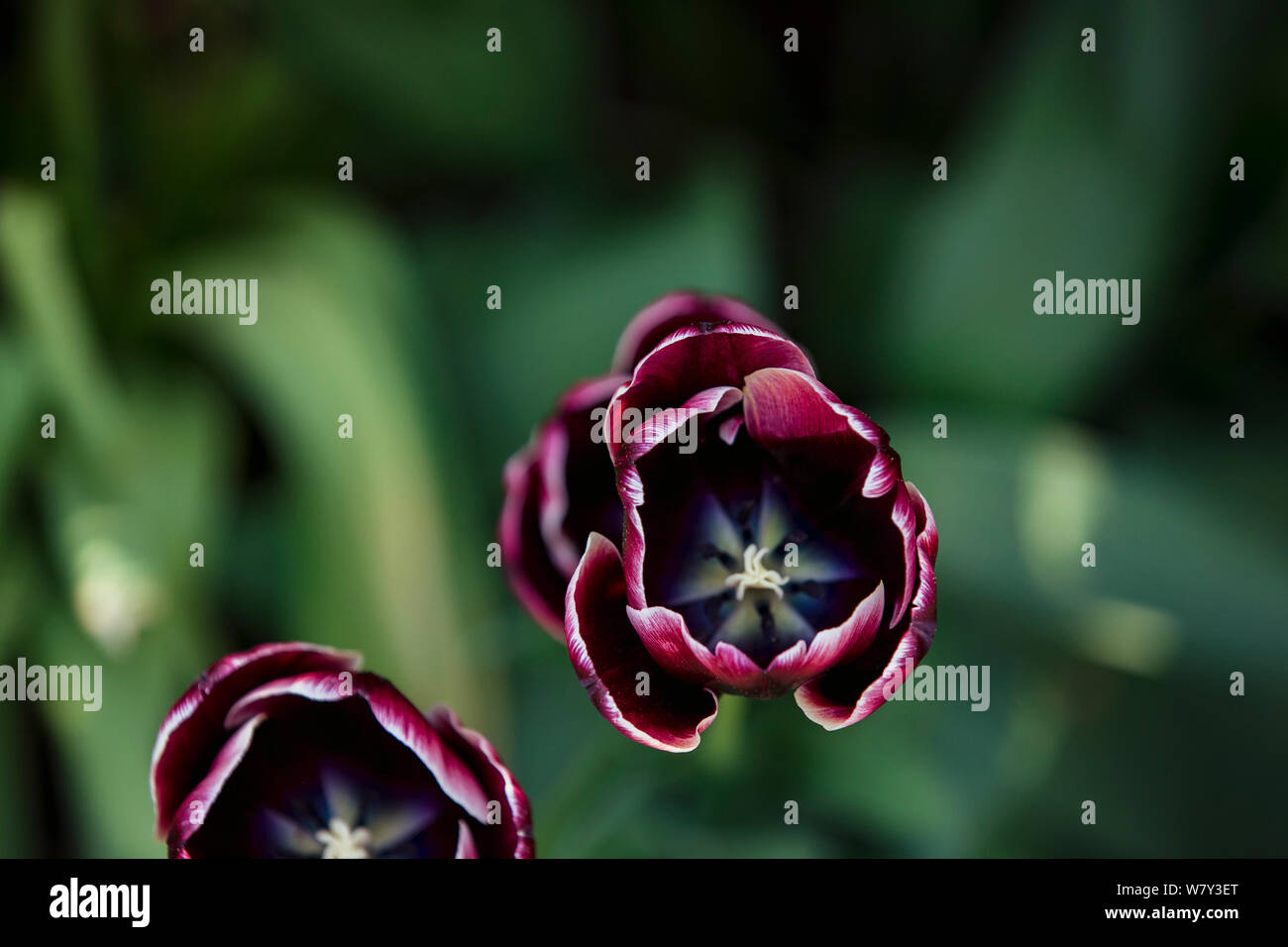 Un gros plan de fleurs magenta dans la nature au printemps. Banque D'Images