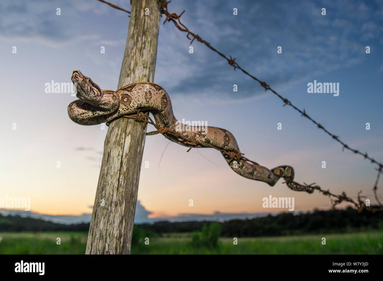 La Croix-Rouge colombienne-tailed Boa Constrictor (Boa constrictor constrictor) se déplaçant le long d'une clôture en fil barbelé. Unamas Réserver et Ranch, Los Llanos en Colombie, en Amérique du Sud. Banque D'Images