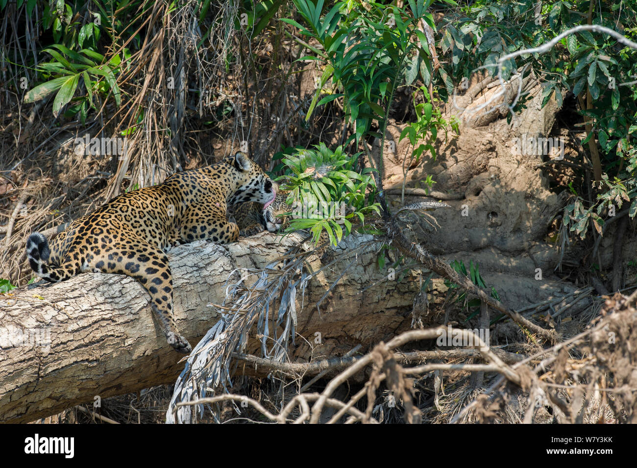 Femme Jaguar (Panthera onca palustris) avec cub (âge estimé (5 mois), reposant sur un arbre tombé sur la rivière Cuiaba. Porto Jofre, nord Pantanal, Mato Grosso, Brésil, Amérique du Sud. Banque D'Images