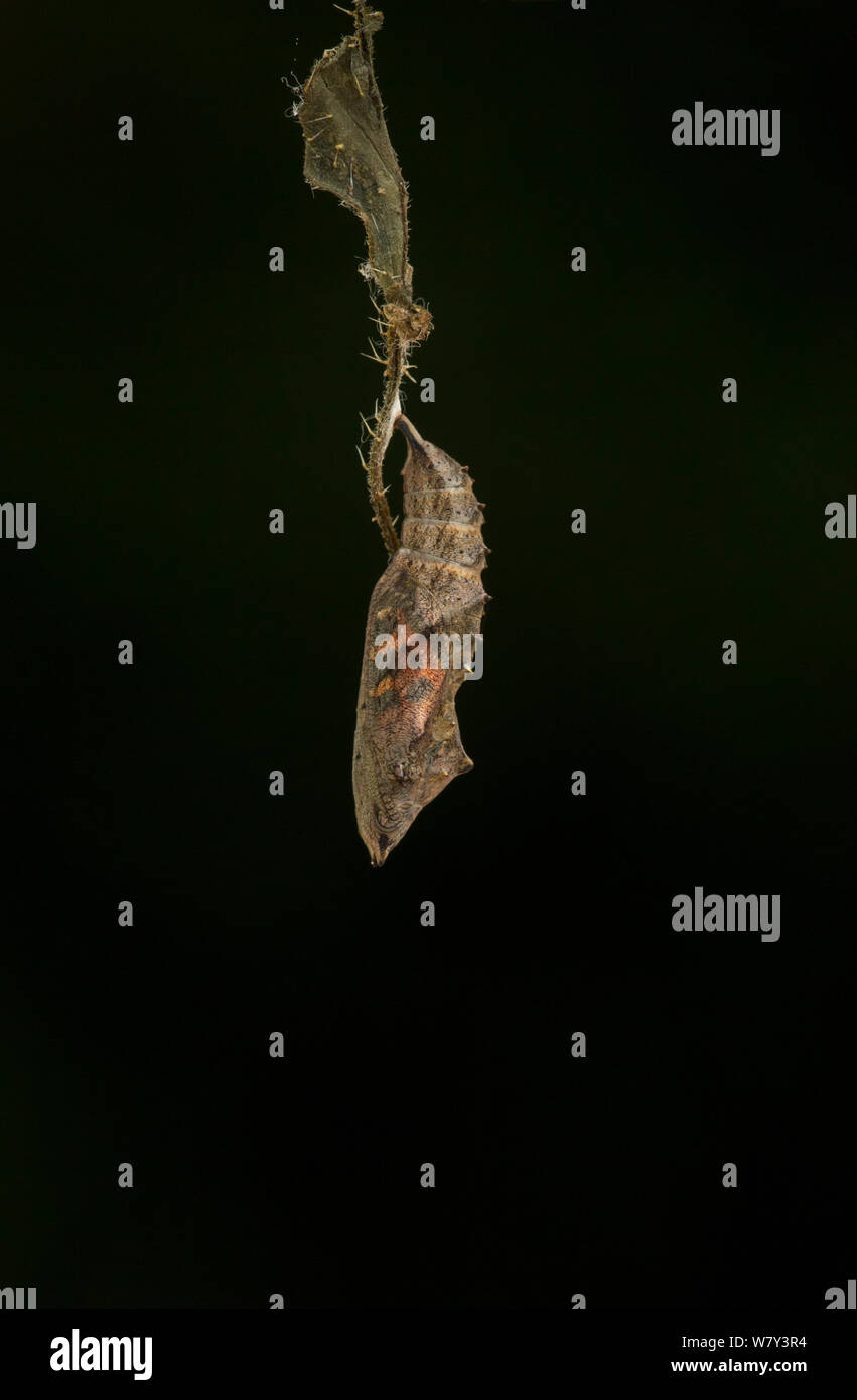 Petit papillon tortoishell (Aglais urticae) adulte sortant de chrysalide, Sheffield, Angleterre, Royaume-Uni, août. 1 séquence de 22. Banque D'Images