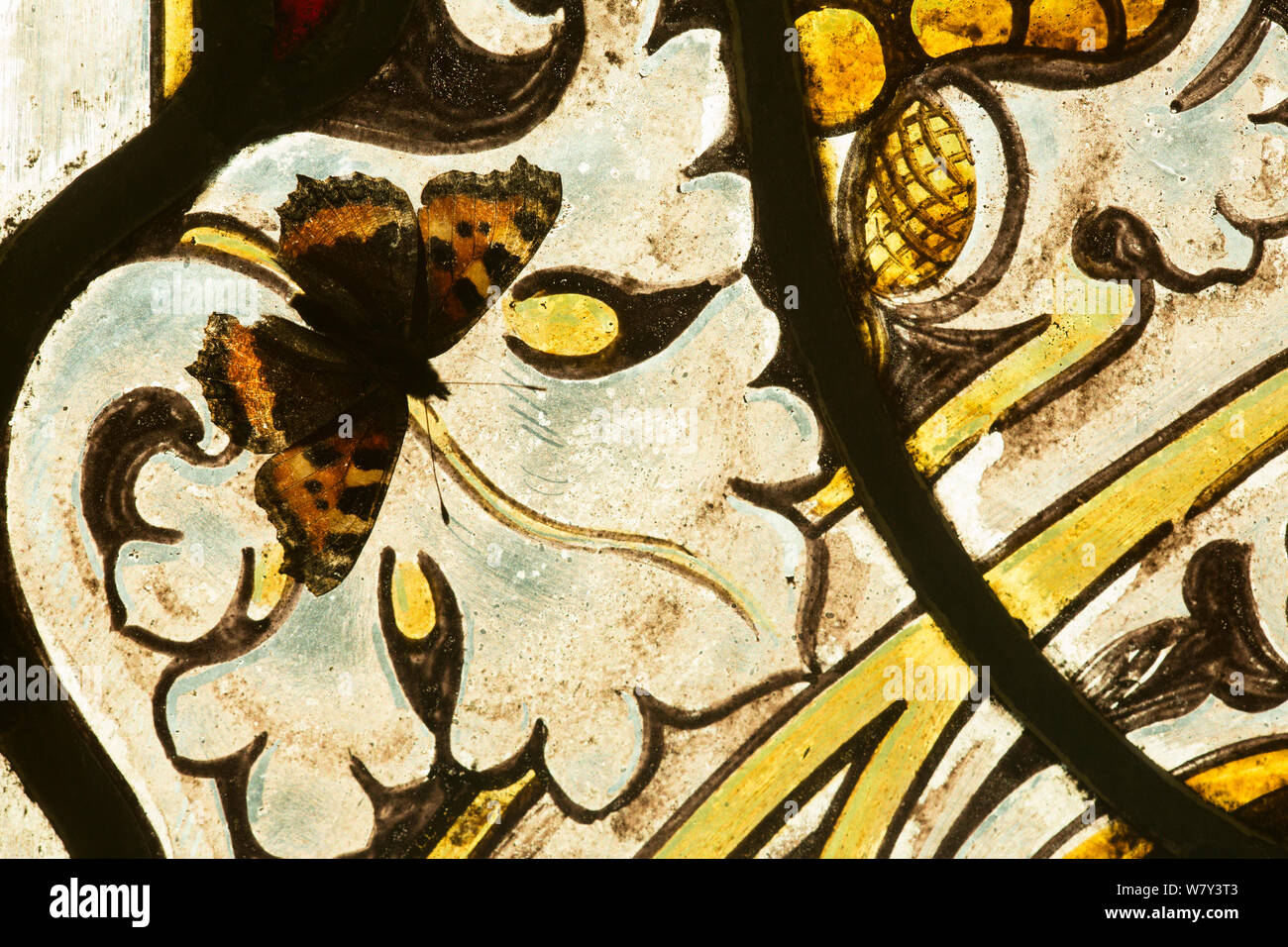 Petit papillon tortoishell (Aglais urticae) sur un vitrail de l'église, un jour ensoleillé, Sheffield, England, UK, janvier. Banque D'Images