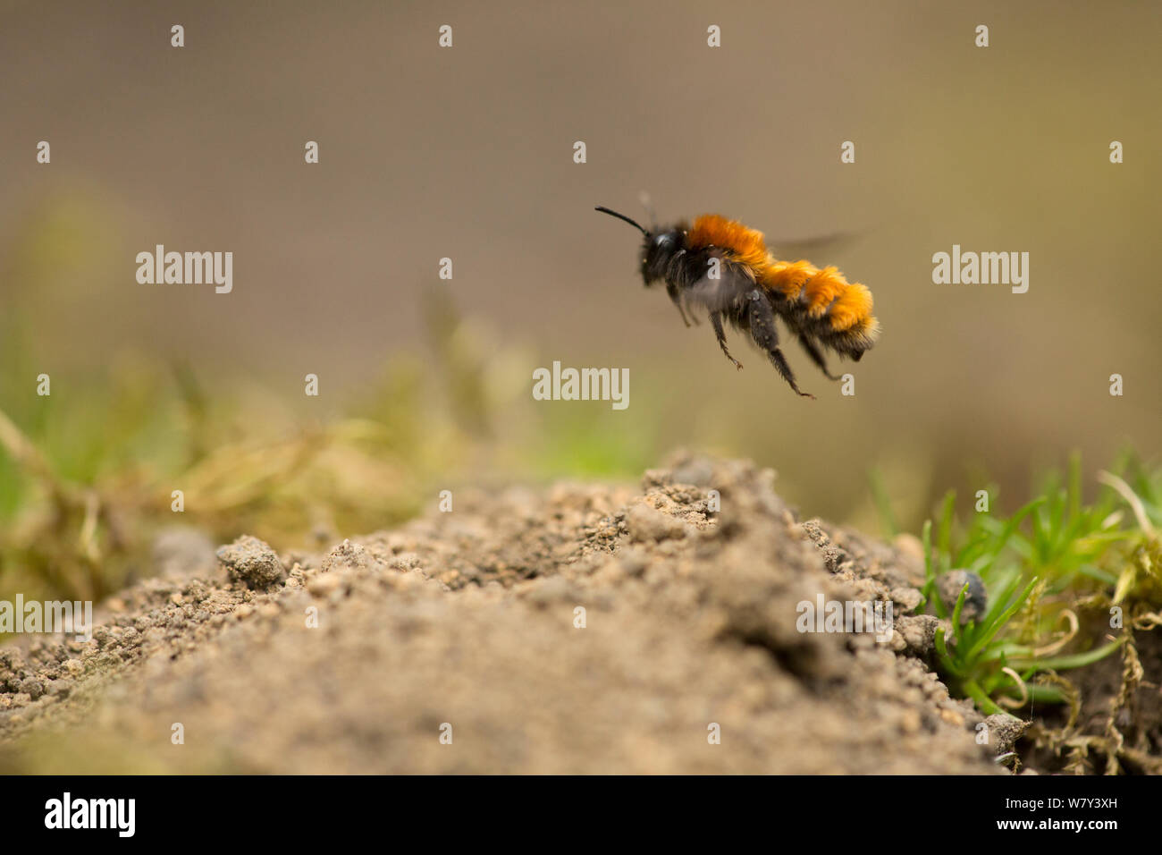 Mineur de fauve (abeille Andrena fulva) femelle au nid dans la terre, Sheffield, England, UK, mai. Banque D'Images