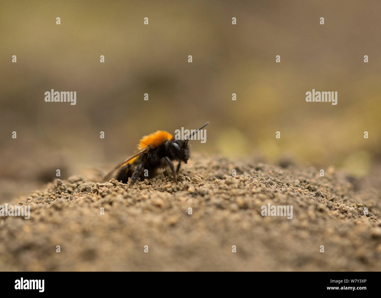 Mineur de fauve (abeille Andrena fulva) femelle au nid dans le sol, Sheffield, Angleterre, Royaume-Uni, mai. Banque D'Images