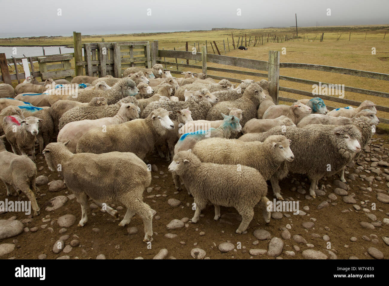 Les moutons au stylo sur Long Island Farm, East Falkland, îles Falkland. Banque D'Images