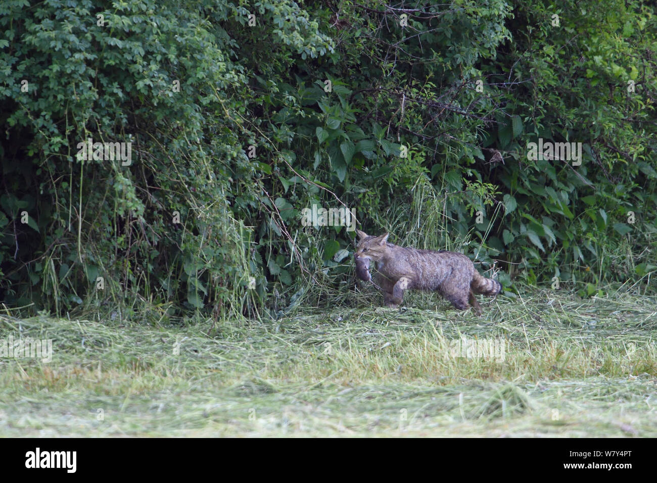 Chat sauvage (Felis silvestris) transportant des proies, Vosges, France, juin. Banque D'Images