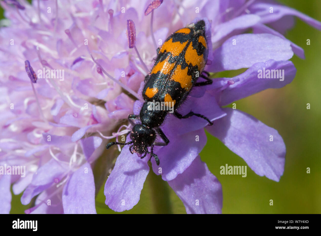 Blister beetle (Mylabris polymorpha) Nordtirol, Alpes autrichiennes, juillet. Banque D'Images