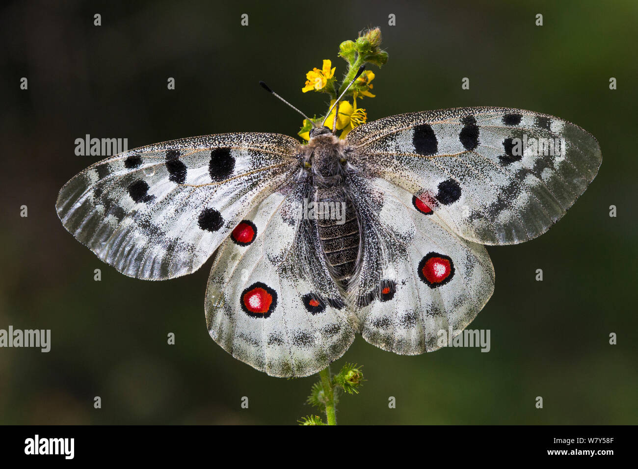 Papillon Apollon (Parnassius apollo) Nordtirol, Alpes autrichiennes, juillet. Banque D'Images
