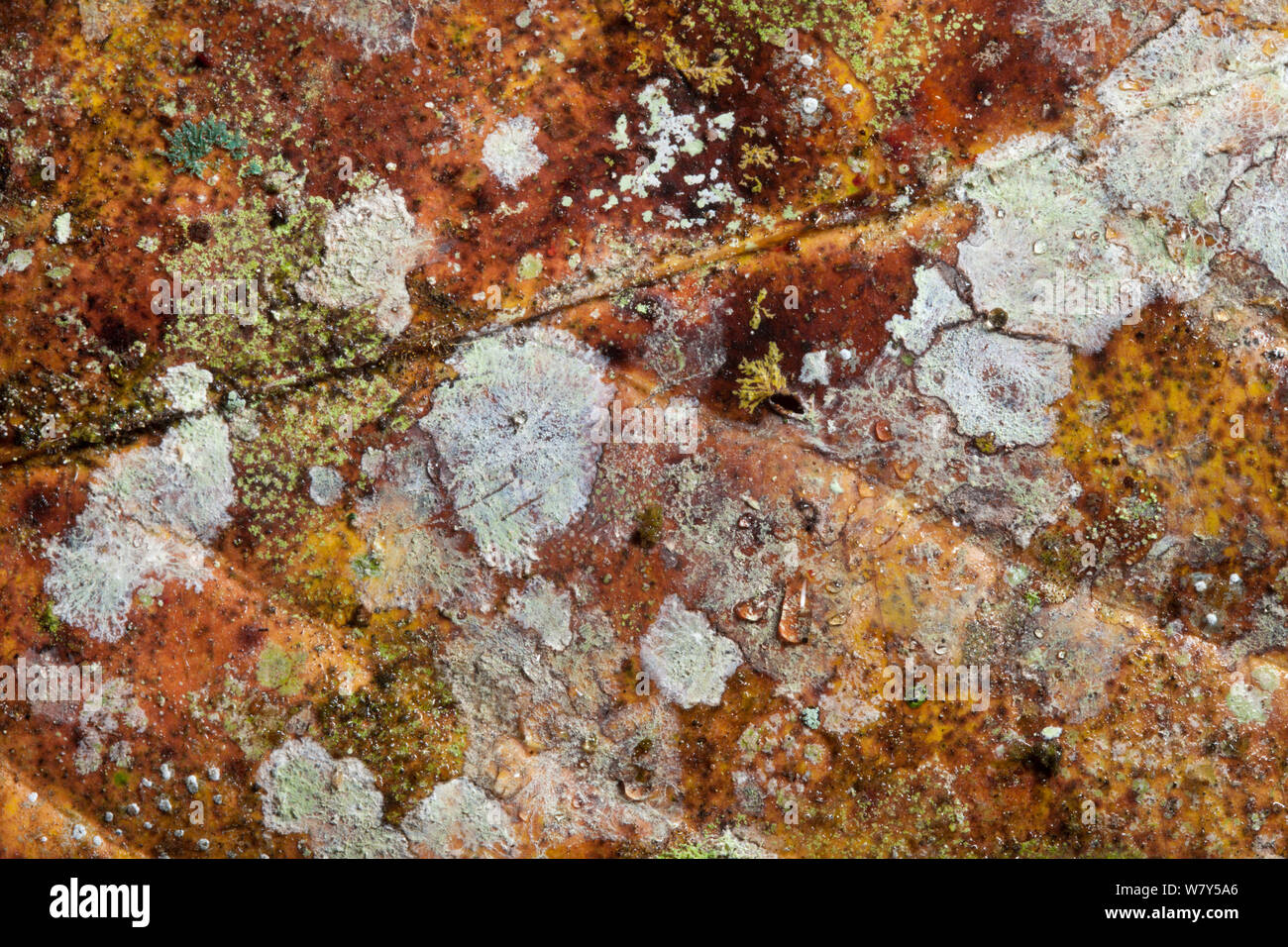 Close up de feuilles en décomposition de rainforest marbre, montrant des lichens et des moules. Danum Valley, Sabah, Bornéo. Banque D'Images