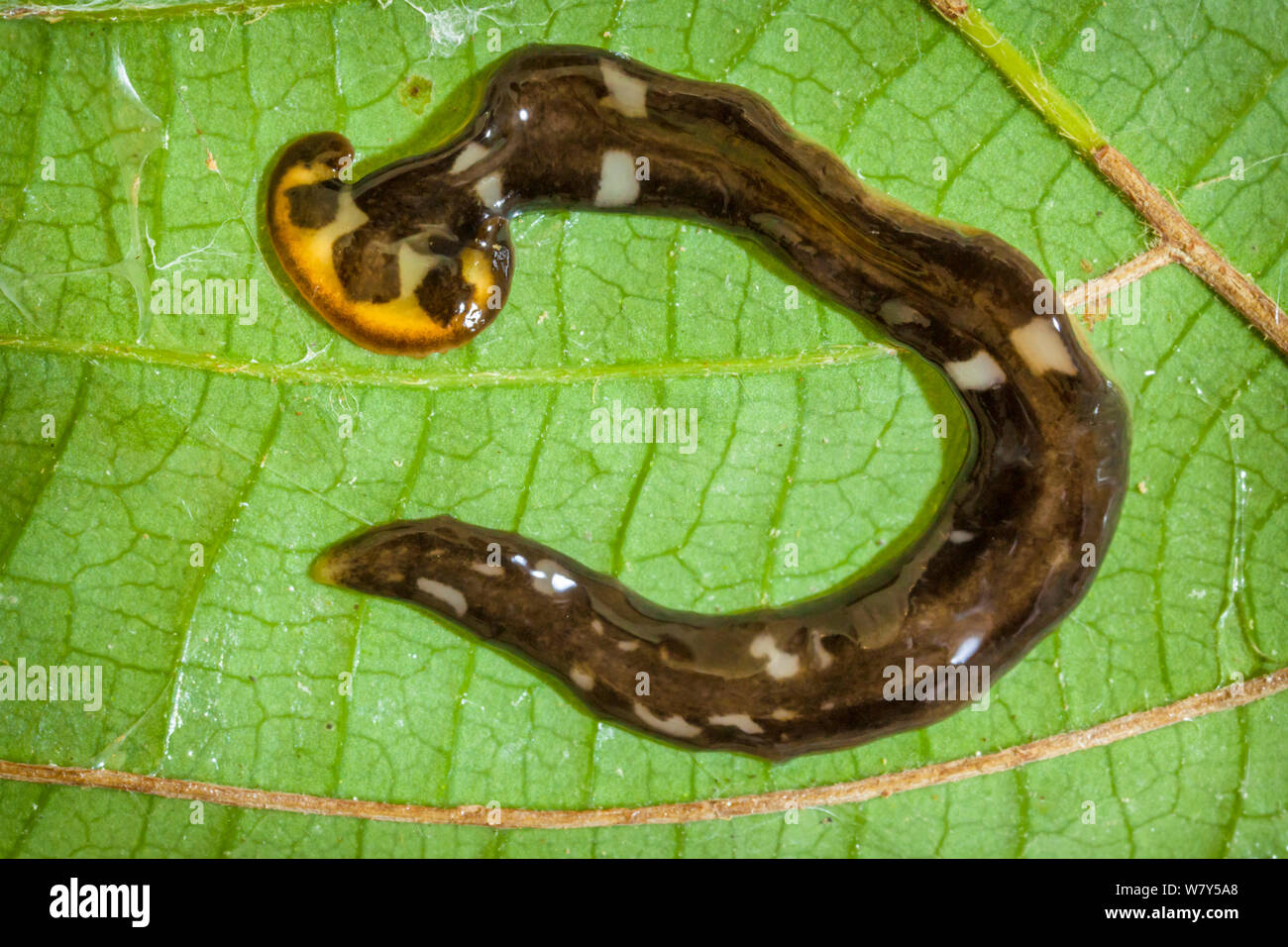 Plathelminthe (terrestres) Planariidae Danum Valley, Sabah, Bornéo. Banque D'Images