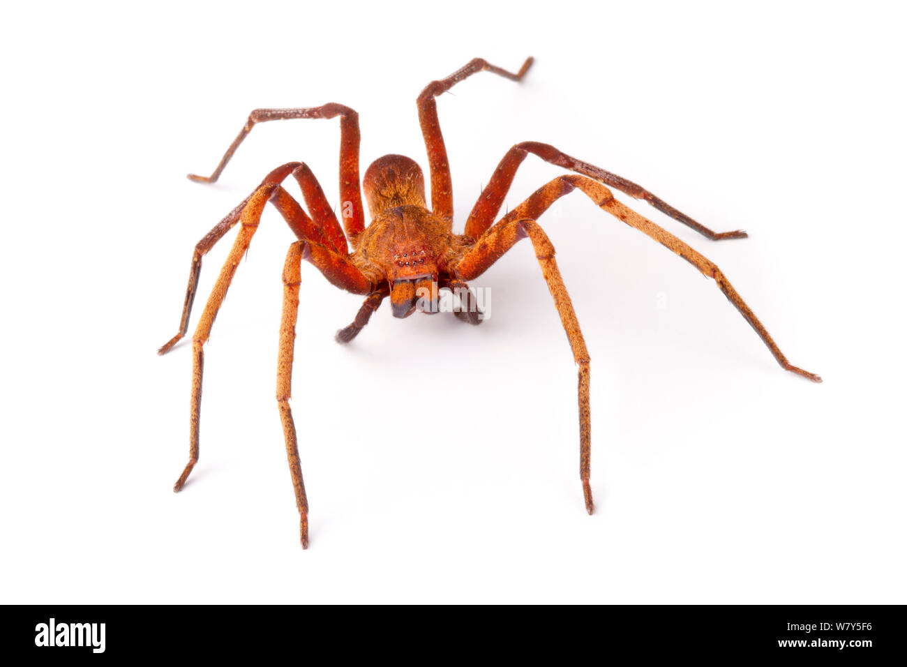 Araignée Huntsman (Sparassidae) Danum Valley, Sabah, Bornéo. Banque D'Images