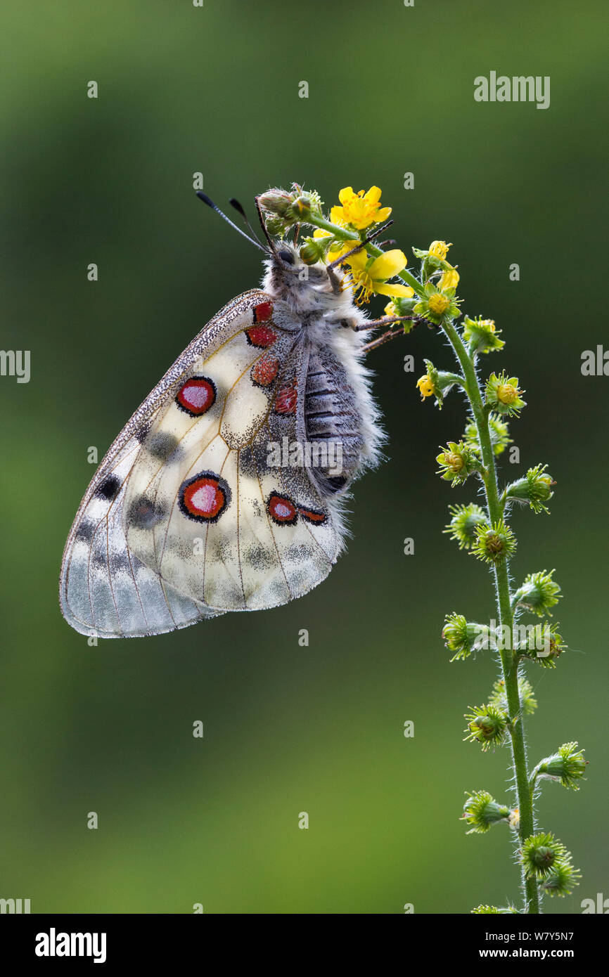 Papillon Apollon (Parnassius apollo) Nordtirol, Alpes autrichiennes, juillet. Banque D'Images
