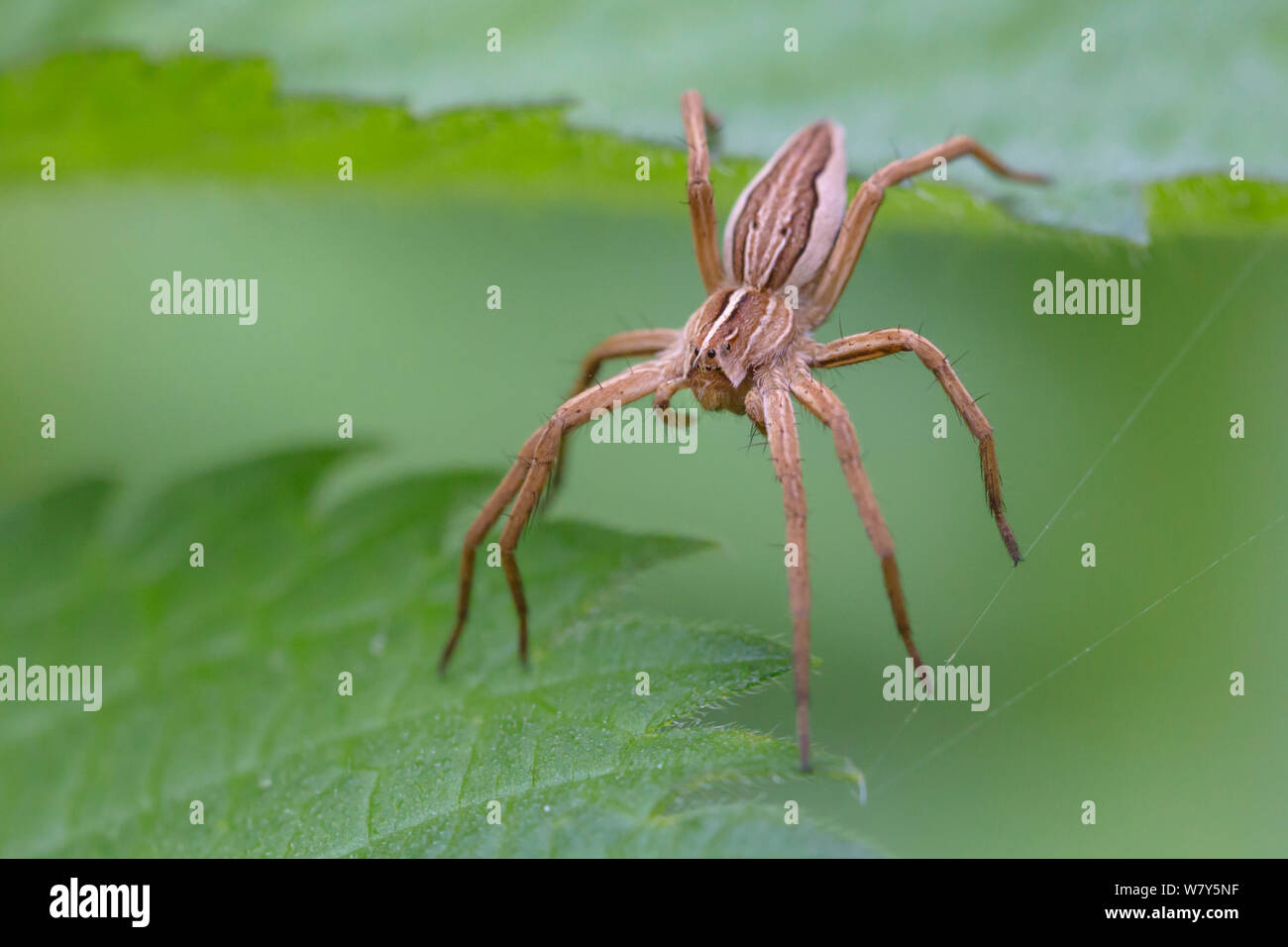 L'exécution de l'araignée crabe (Tibellus oblongus) la chasse parmi l'ortie feuilles. Norfolk, Royaume-Uni, septembre. Banque D'Images
