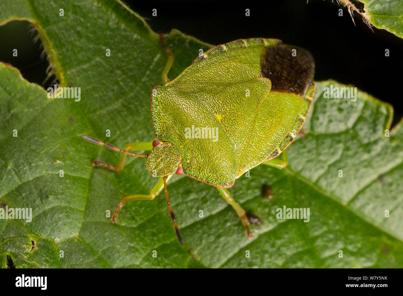 Green Shield bug (Palomena prasina) Norfolk Broads, UK, septembre. Banque D'Images