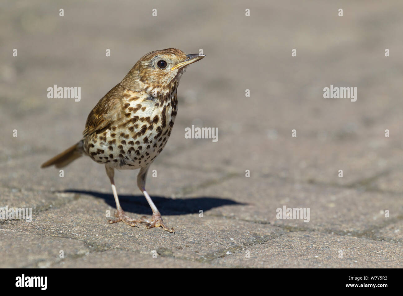 Grive musicienne (Turdus philomelos) debout sur un chemin. , Îles Scilly Tresco, Royaume-Uni. Juillet. Banque D'Images