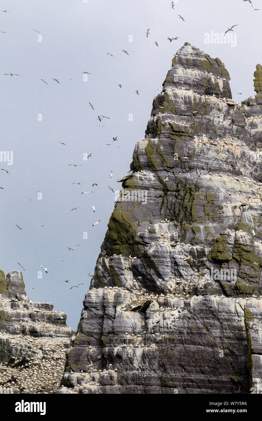 Fou de Bassan (Morus bassanus) colonie de reproduction sur l'ancienne falaises de grès rouge, avec des oiseaux wheeling dans l'air. Peu de Skellig, comté de Kerry, Irlande. Juillet. Banque D'Images