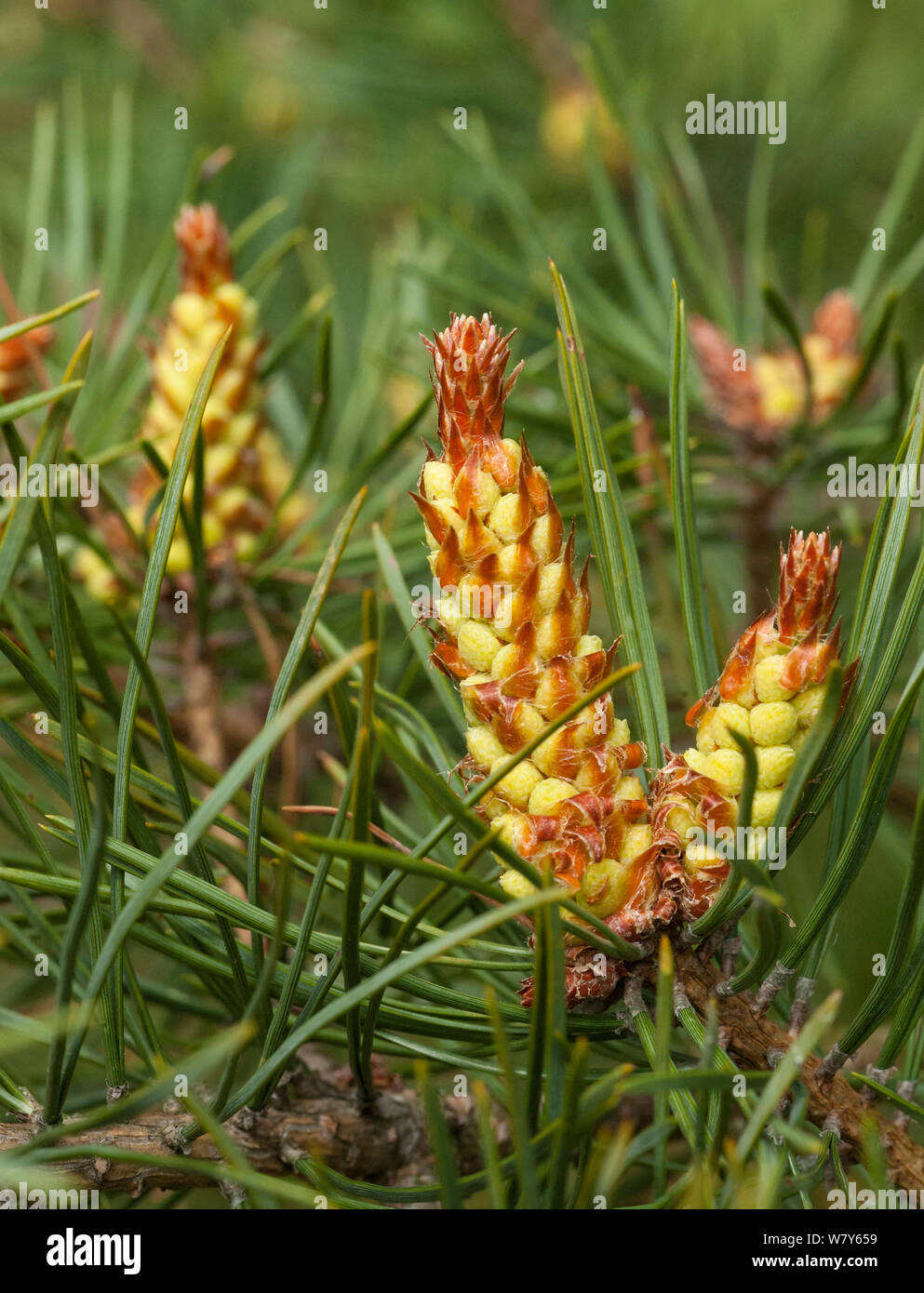 Pin sylvestre (Pinus sylvestris), fleurs, Eckero / Ahvenanmaa Aland Islands archipel, la Finlande. Peut Banque D'Images