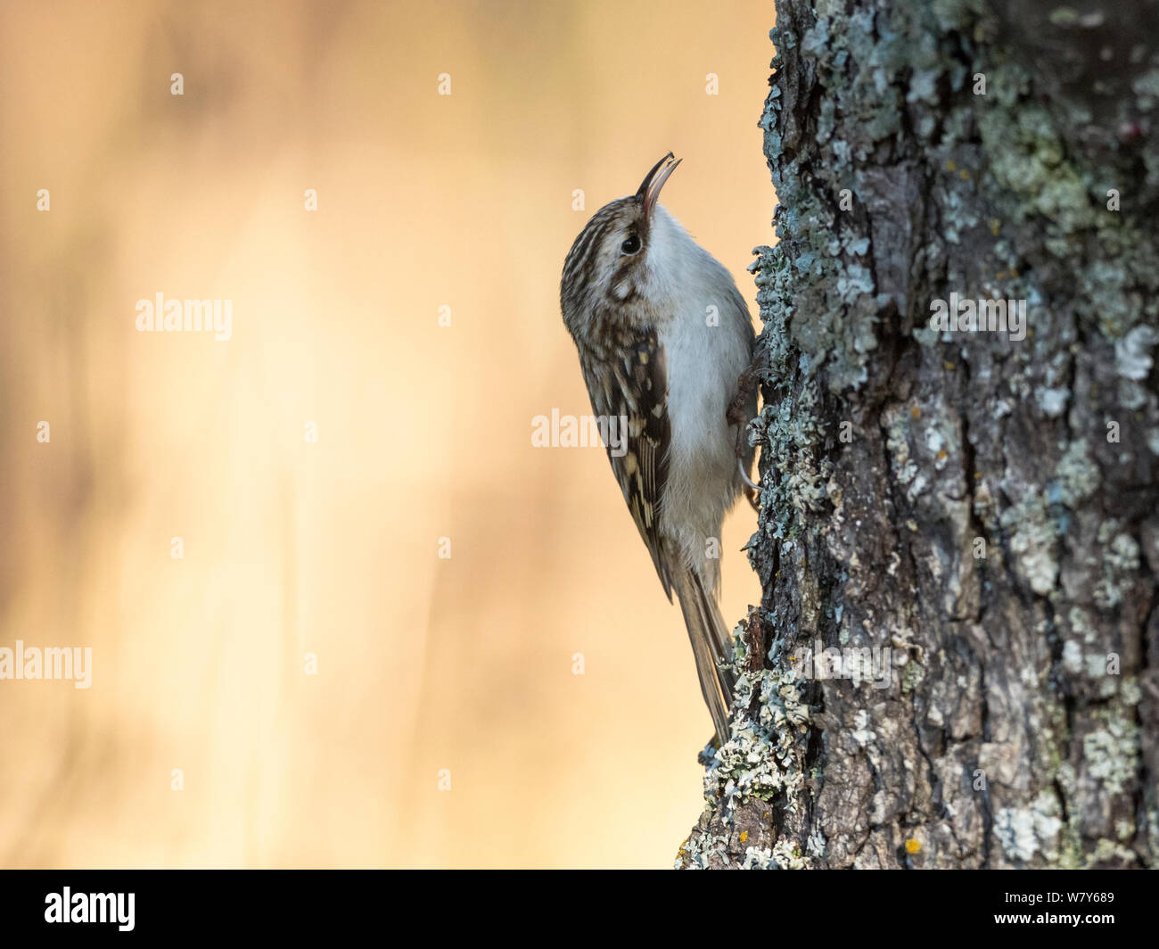 Bruant eurasien (Certhia familiaris) OTU, Korppoo, Sauvo / Lansi-Turunmaa Lounais-Suomi, World, / sud-ouest de la Finlande, la Finlande. Février Banque D'Images
