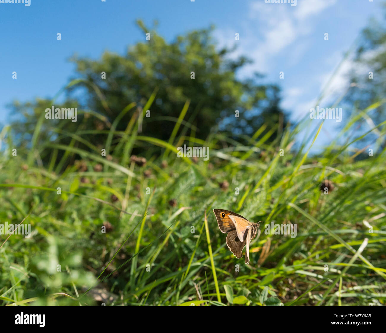 Meadow brown butterfly (Maniola jurtina) femmes en vol, Lemland, Ahvenanmaa Aland Islands / Archipel, la Finlande. Août Banque D'Images