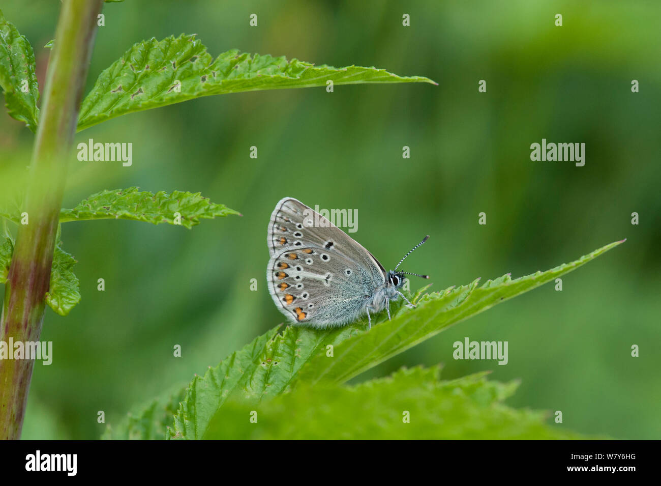 Géranium (papillon argus / Eumedonia eumedon Plebejus) Forssa, Etela-Karjala Etela-Suomi / Carélie du Sud, Finlande du sud /, la Finlande. Juin Banque D'Images