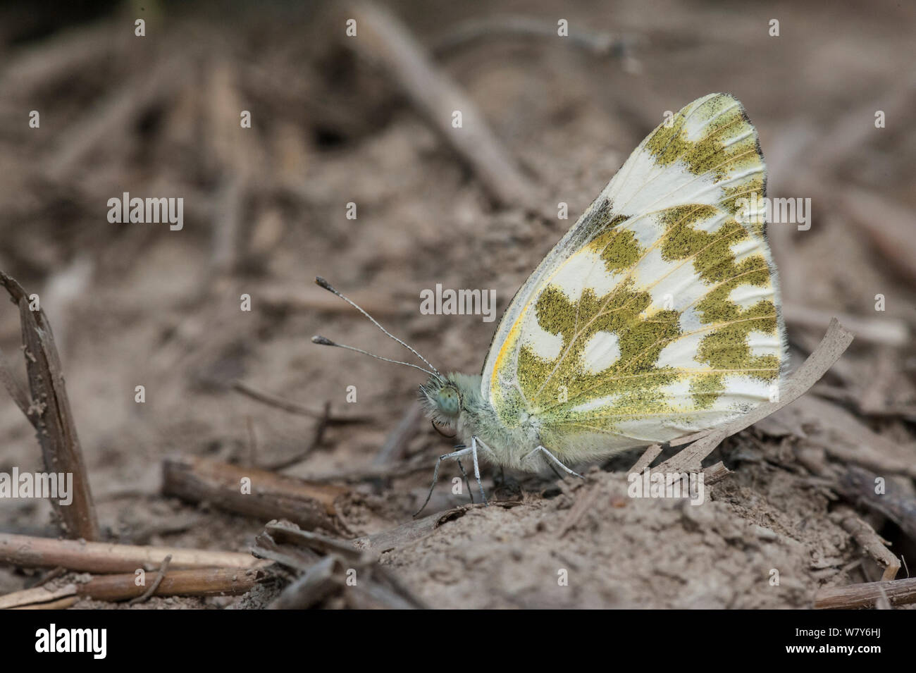 Baignoire papillon blanc (Pontia daplidice) Joutseno, Lappeenranta, Etela-Karjala Etela-Suomi / Carélie du Sud, Finlande du sud /, la Finlande. Juillet Banque D'Images