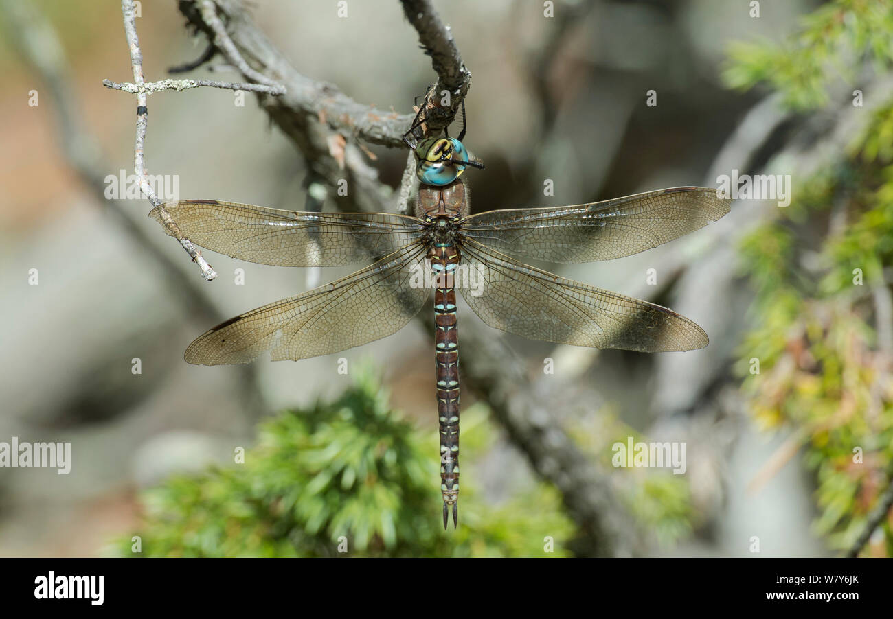 Hawker commun dragonfly (Aeshna juncea), yeux de toilettage Raasepori, Uusimaa, Etela-Suomi / Finlande du Sud, la Finlande. Août Banque D'Images