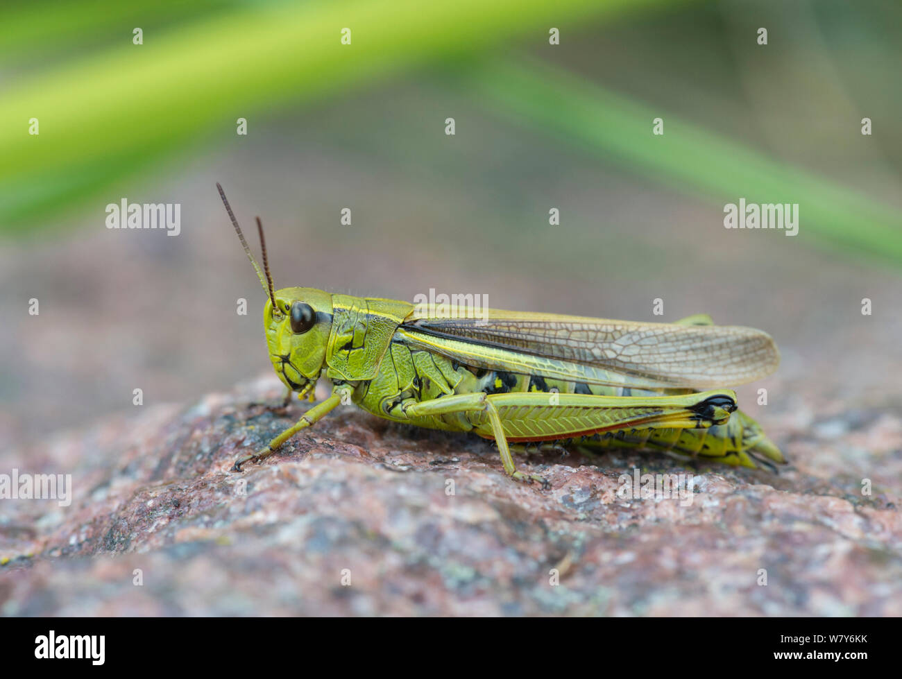 Grand Marais sauterelle (Stethophyma grossum), adultes Espoo, Uusimaa, Etela-Suomi / Finlande du Sud, la Finlande. Août Banque D'Images