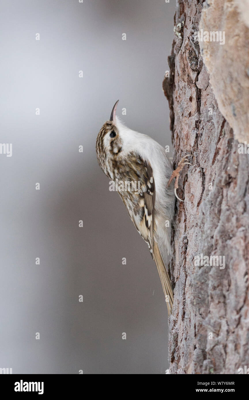 Bruant eurasien (Certhia familiaris) Lappi, Rovaniemi / Laponie, Finlande. Janvier Banque D'Images