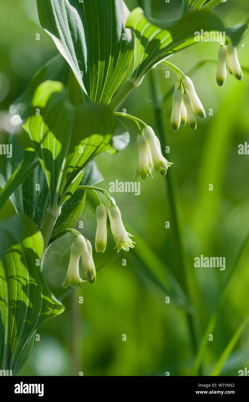 Solomon&# 39;s joint (Polygonatum multiflorum) fleurs, Lemland, Ahvenanmaa Aland Islands / Archipel, la Finlande. Peut Banque D'Images
