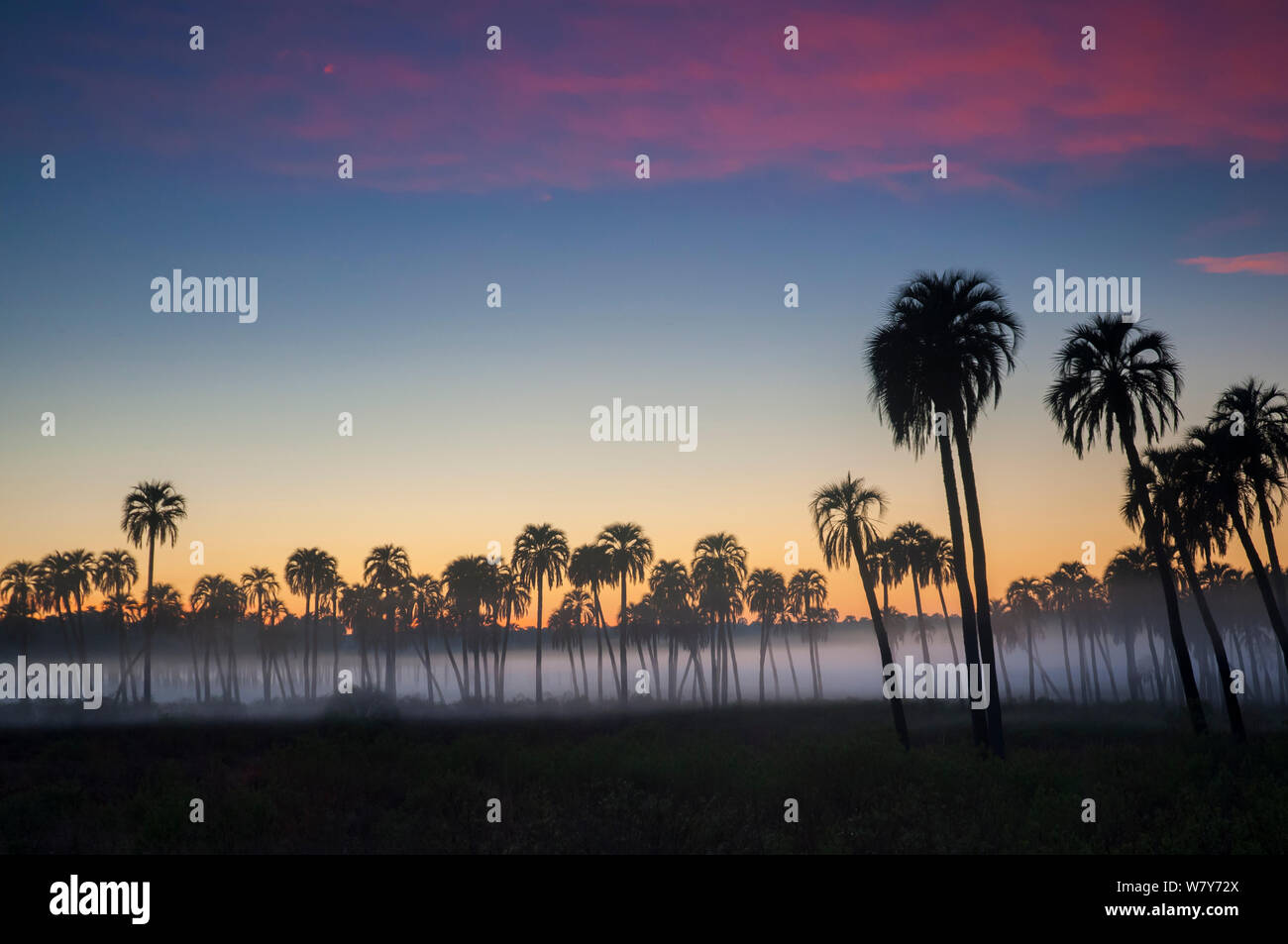 Palmier Yatay / jelly palm (sygrus yatay) arbres en silhouette au coucher du soleil, le Parc National El Palmar , province d'Entre Ríos, Argentine Banque D'Images