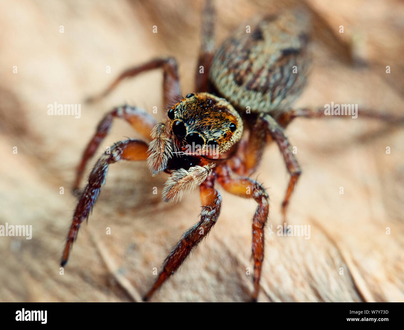 Close-up frontal d'un jumpign, araignées aranéomorphes Hasarius (adansoni) Banque D'Images