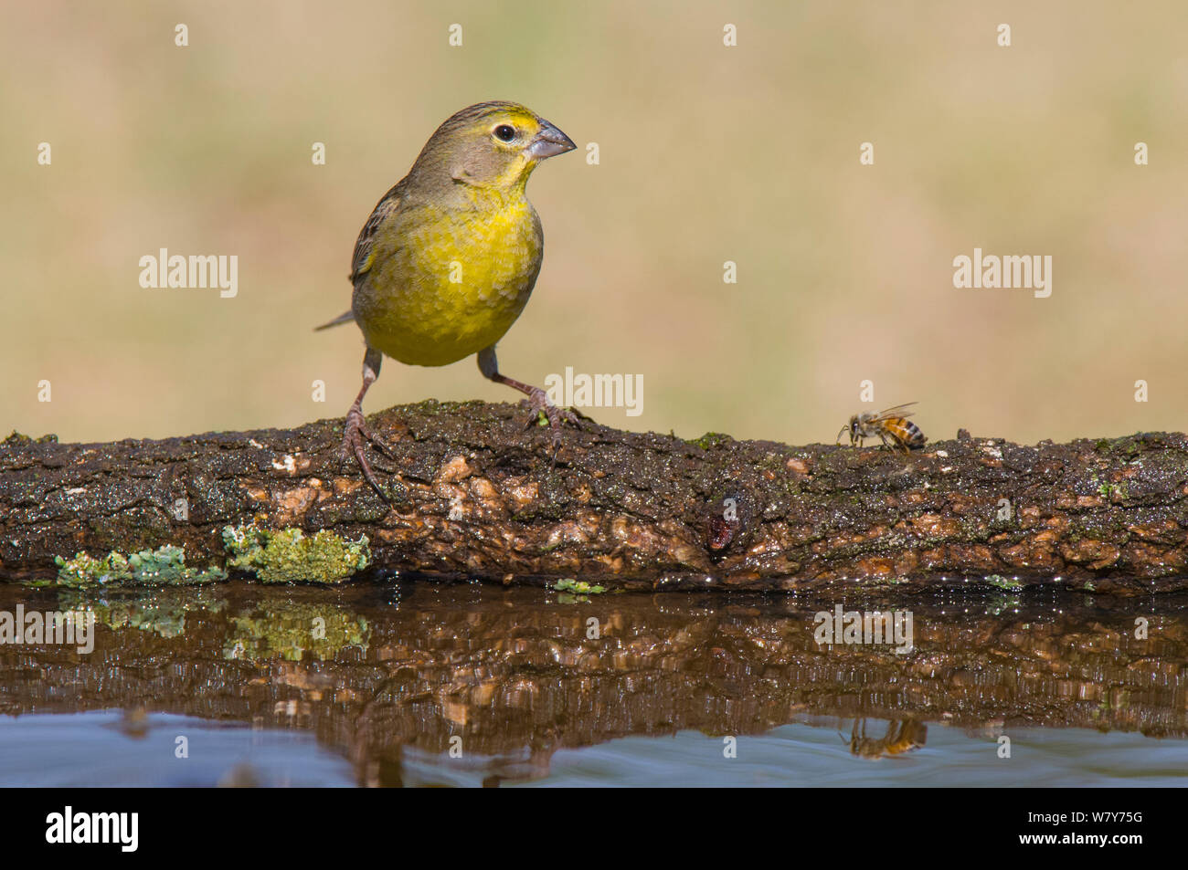 Sicalis flaveola finch (Safran) et l'abeille sur log, La Pampa, en Argentine. Banque D'Images