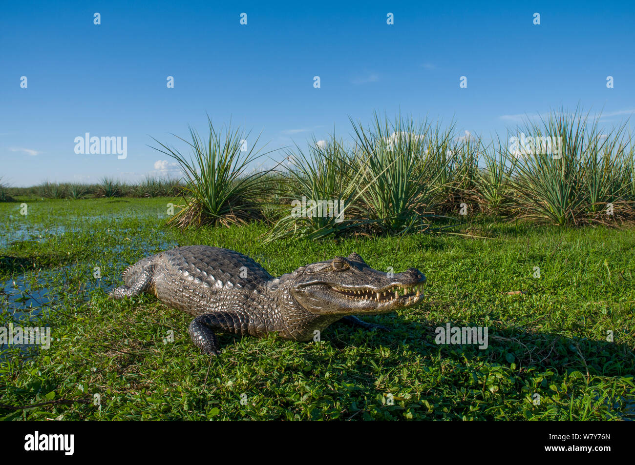 Caïman Noir (Melanosuchus niger) sur la rive, Ibera Marais, Province de Corrientes, Argentine Banque D'Images