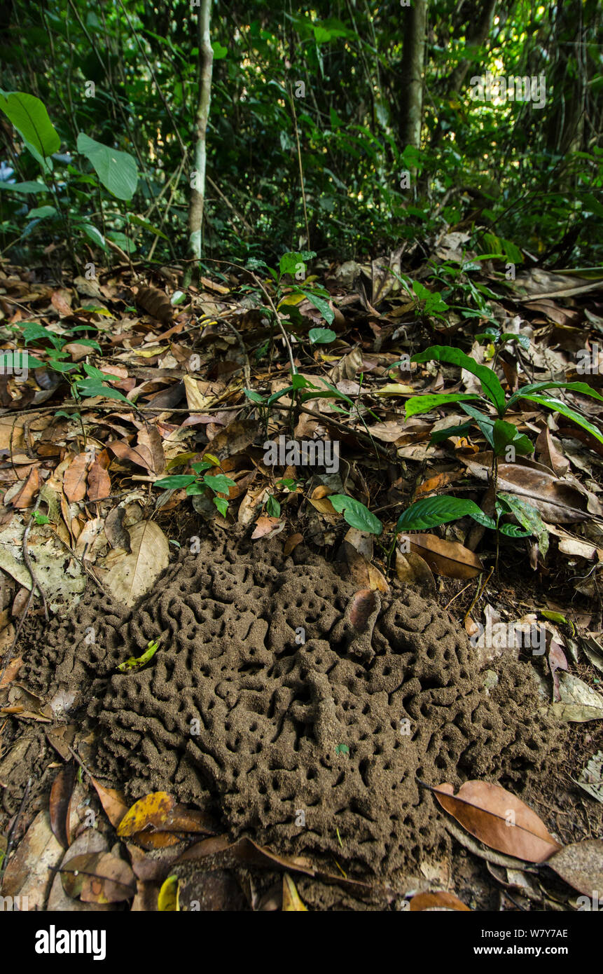 Entrée de nid de fourmis sur le sol de la forêt. Parc National Odzala-Kokoua, République du Congo (Congo-Brazzaville), l'Afrique. Banque D'Images