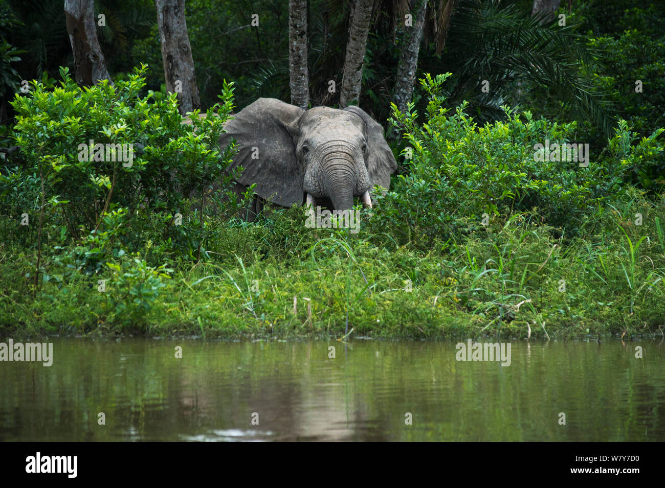 L'éléphant de forêt d'Afrique (Loxodonta cyclotis) à bord de l'eau. Rivière Lekoli, République du Congo (Congo-Brazzaville), l'Afrique. Les espèces vulnérables. Banque D'Images