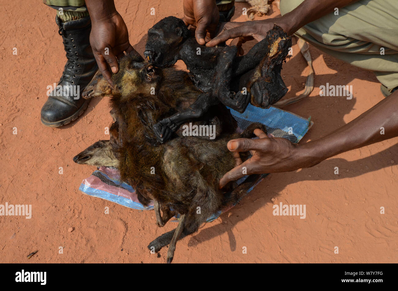 Protections avec les carcasses de gibier confisqués y compris duiker et singe. Yengo garde Eco control point, Parc National Odzala-Kokoua. République du Congo (Congo-Brazzaville), l'Afrique, juin 2013. Banque D'Images