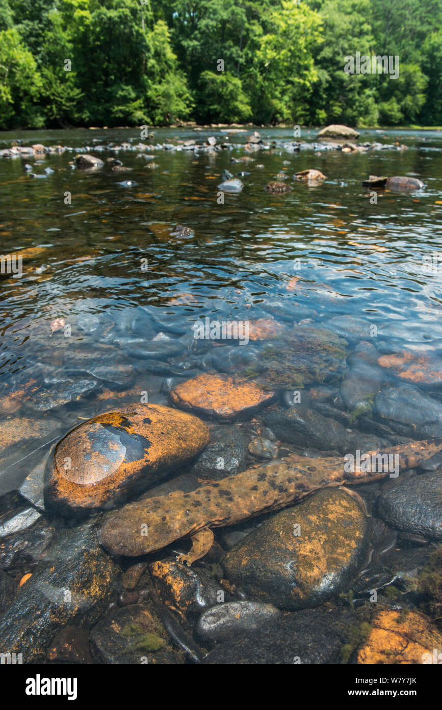 (Cryptobranchus alleganiensis hellbender orientale alleganiensis) dans Hiwassee River, Cherokee National Forest, North Carolina, USA, juillet. Banque D'Images