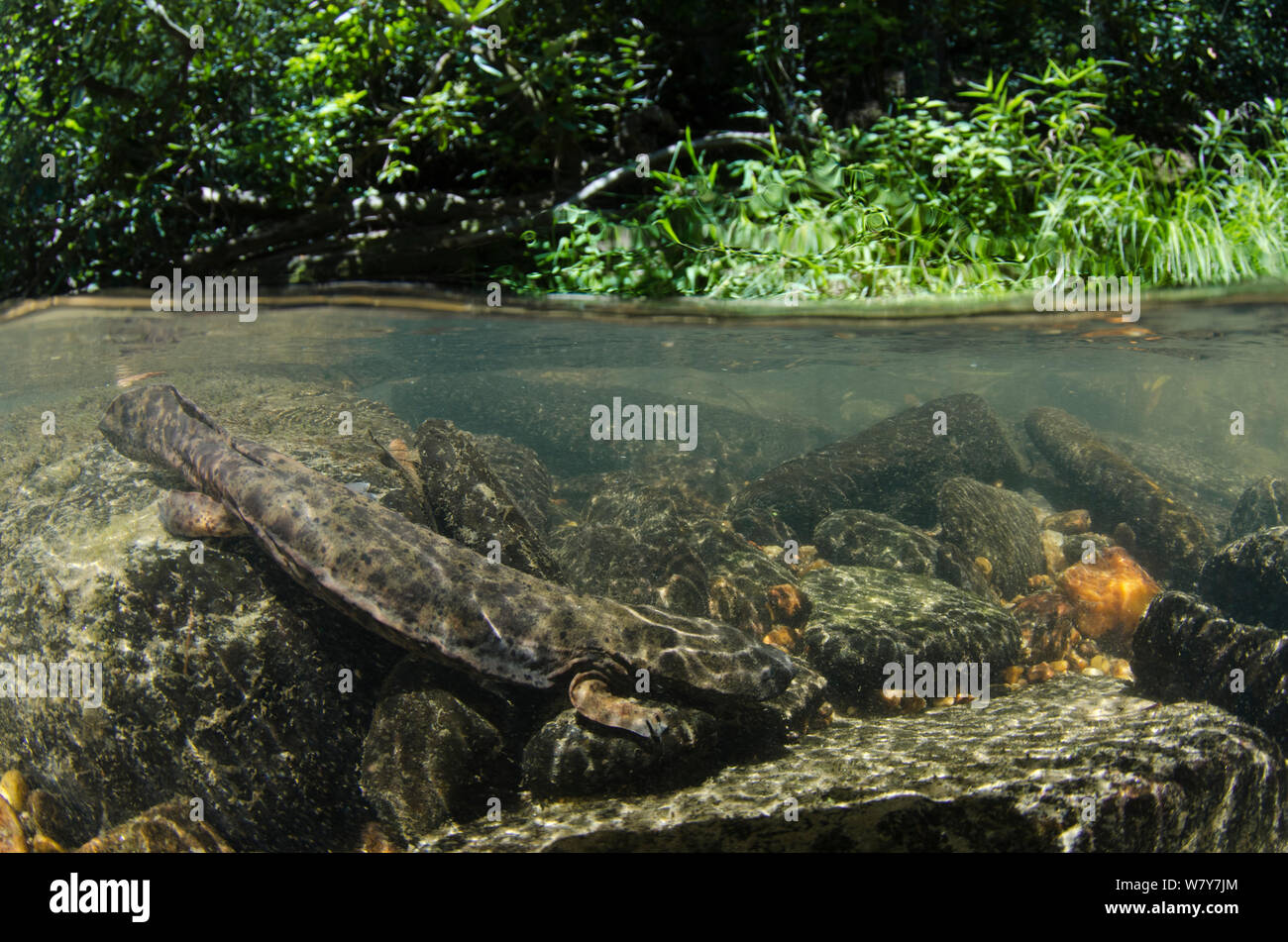 (Cryptobranchus alleganiensis hellbender orientale alleganiensis) dans le flux. Coopers Creek, Chattahoochee National Forest, Georgia, USA, juillet. Banque D'Images