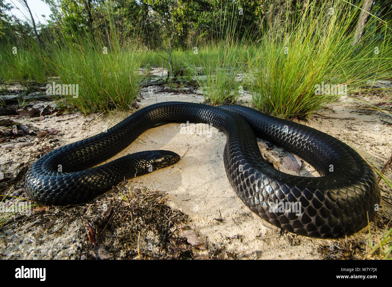 L'Est de l'indigo (serpent) coupéri Drymarchon Orianne Serpent Indigo Préserver, Telfair County, Géorgie, USA, juillet. Captive, endémique dans le sud-est des États-Unis. Banque D'Images