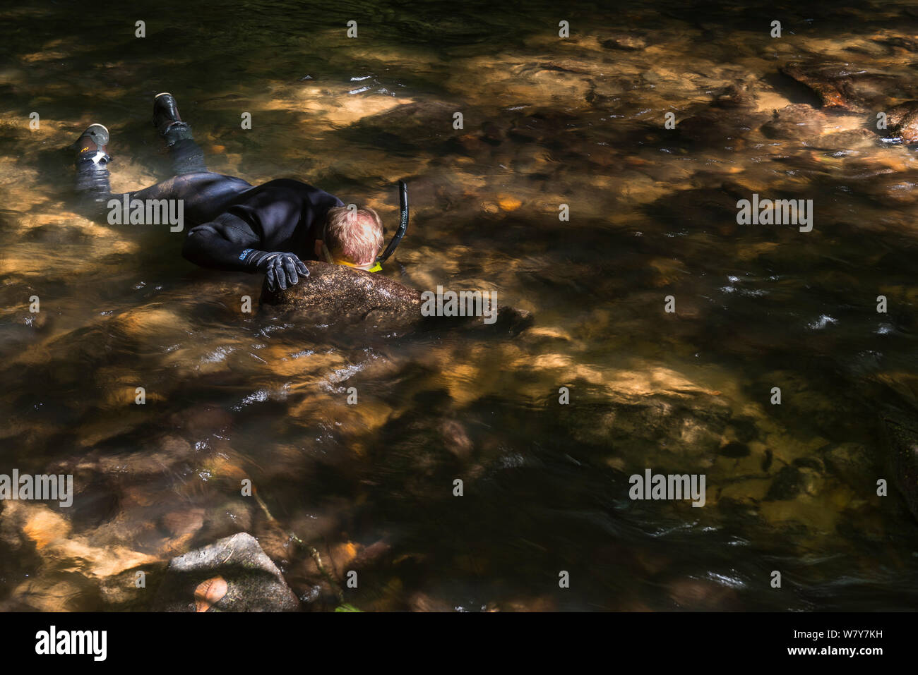 Le chercheur Stephen lance la plongée en rivière, à l'Est (hellbenders Cryptobranchus alleganiensis). Cooper&# 39;s Creek, Chattahoochee National Forest, Georgia, USA, juillet 2014. Banque D'Images