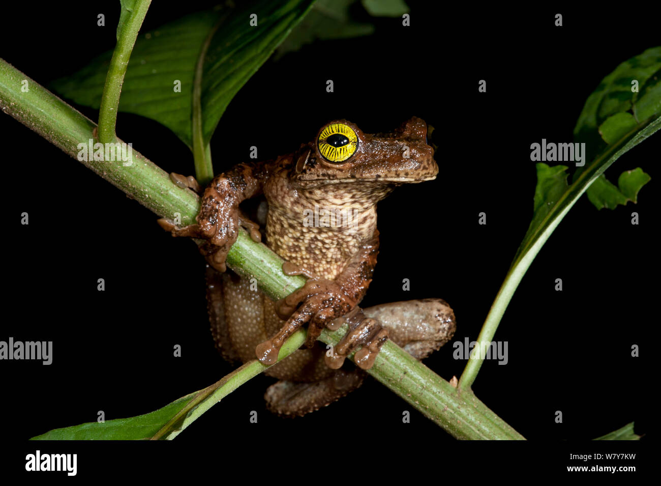 Osteocephalus taurinus (rainette) Le Parc National Yasuní, forêt amazonienne, en Equateur. L'Amérique du Sud. Banque D'Images