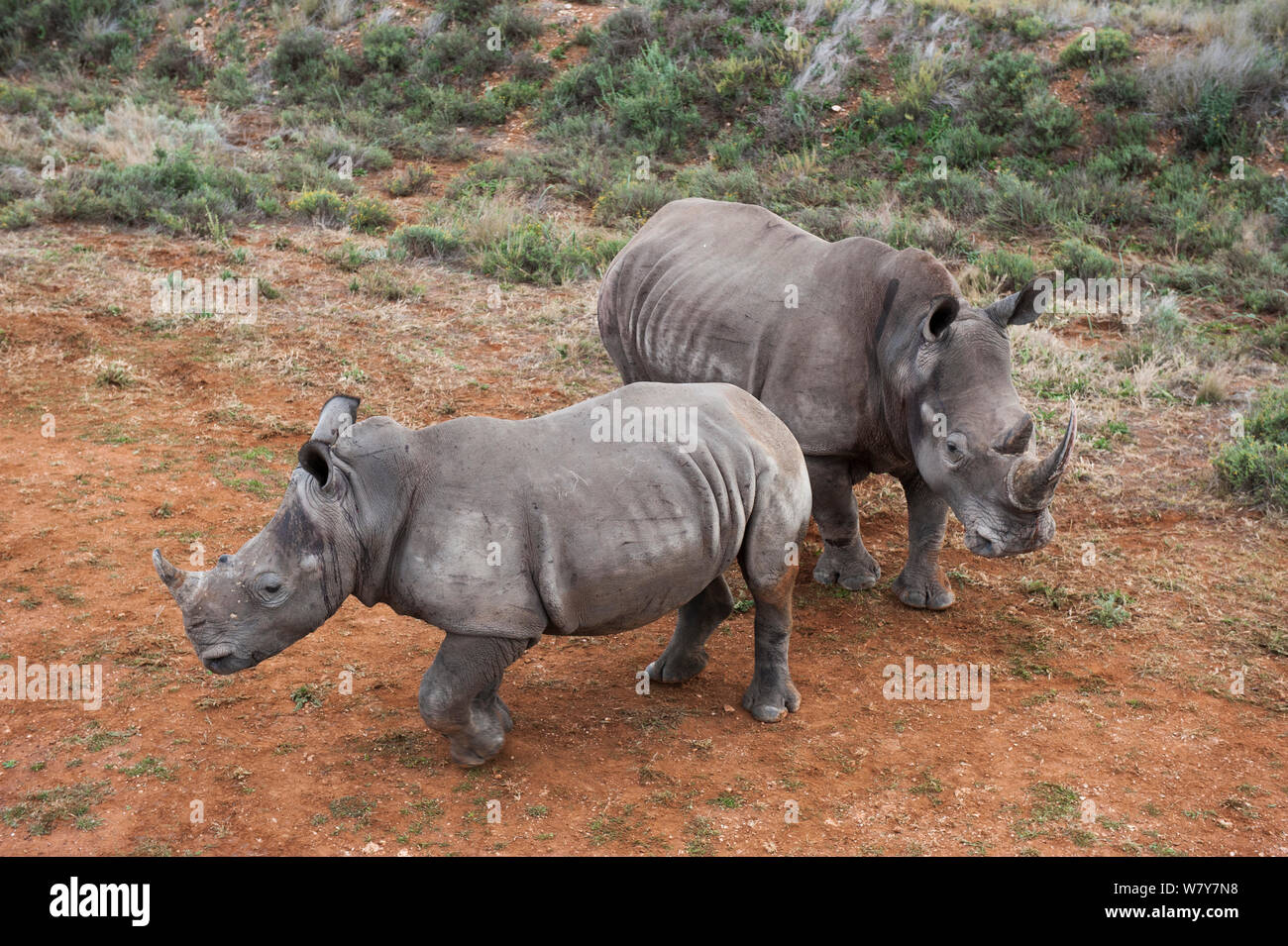 Le rhinocéros blanc (Ceratotherium simum) mère et son petit libérés dans une réserve privée du parc national Kruger. Partie d'un système de gestion de la population, Great Karoo, Kruger National Park, Afrique du Sud. Banque D'Images