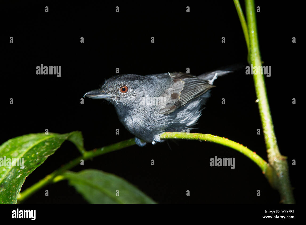 Plain-winged antshrike (Thamnophilus schistaceus) Le Parc National Yasuní, forêt amazonienne, en Equateur. L'Amérique du Sud. Banque D'Images