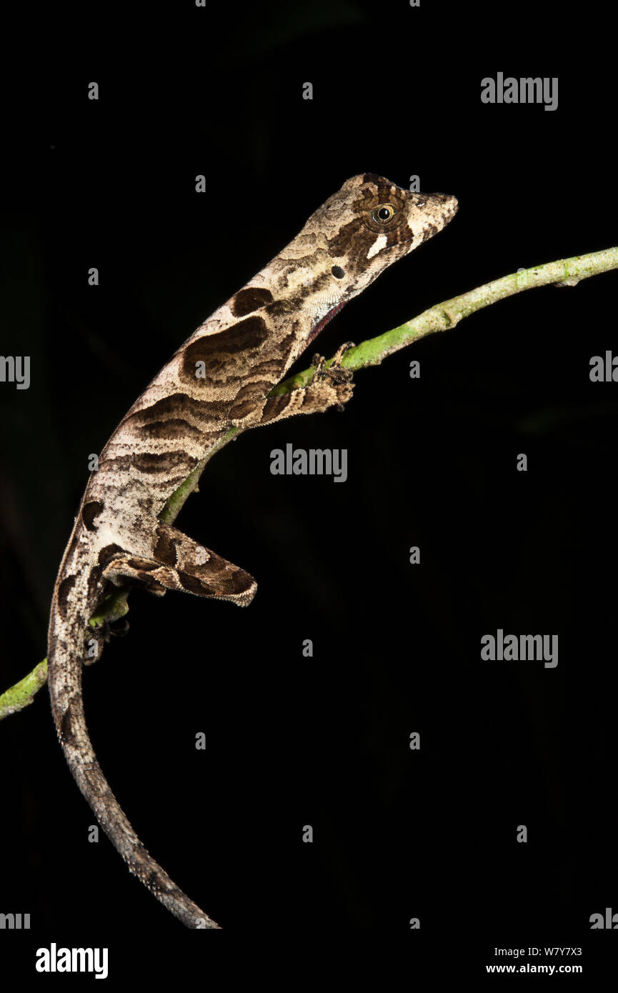 Wagler&# 39;s Anole (Anolis nitens) scypheus le Parc National Yasuní, forêt amazonienne, en Equateur, en Amérique du Sud. Banque D'Images