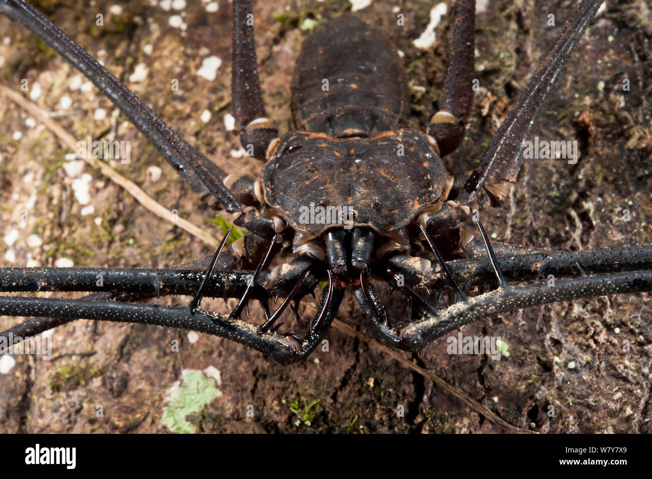 Whip Scorpion sans queue (Amblypygi) Le Parc National Yasuní, Amazon Rainforest, Equateur, Amérique du Sud Banque D'Images